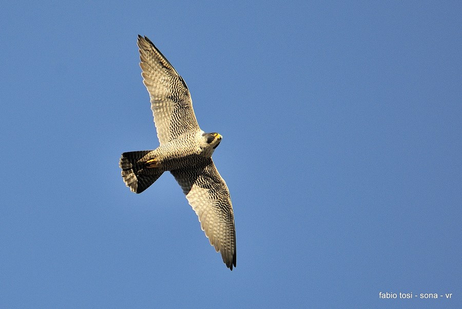 Pellegrin che per l''aere vai, di che sesso tu sarai?
